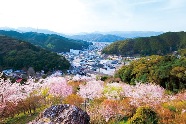 美しい桜と 春の植物を楽しむ<br>■高知