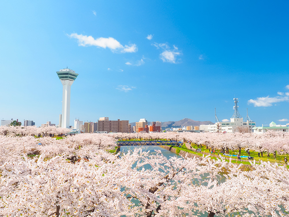 見頃を迎える北の桜と北アルプスの絶景に出会う春のクルーズ