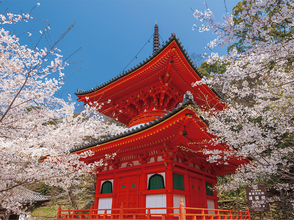 花々に彩られる瀬戸内の島と紀州の古寺の桜