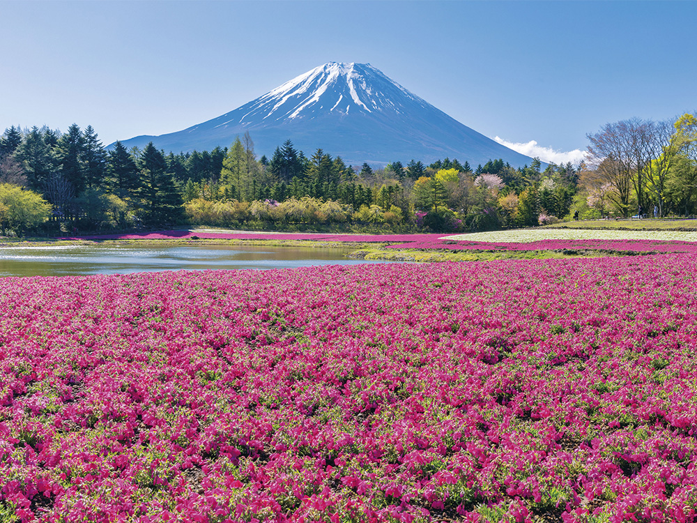 秀峰富士を鮮やかに彩る一面の花じゅうたん
