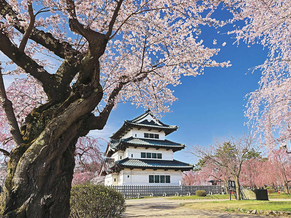 待ちわびた春の訪れ<br>みちのくへ桜をたどるゆったり旅