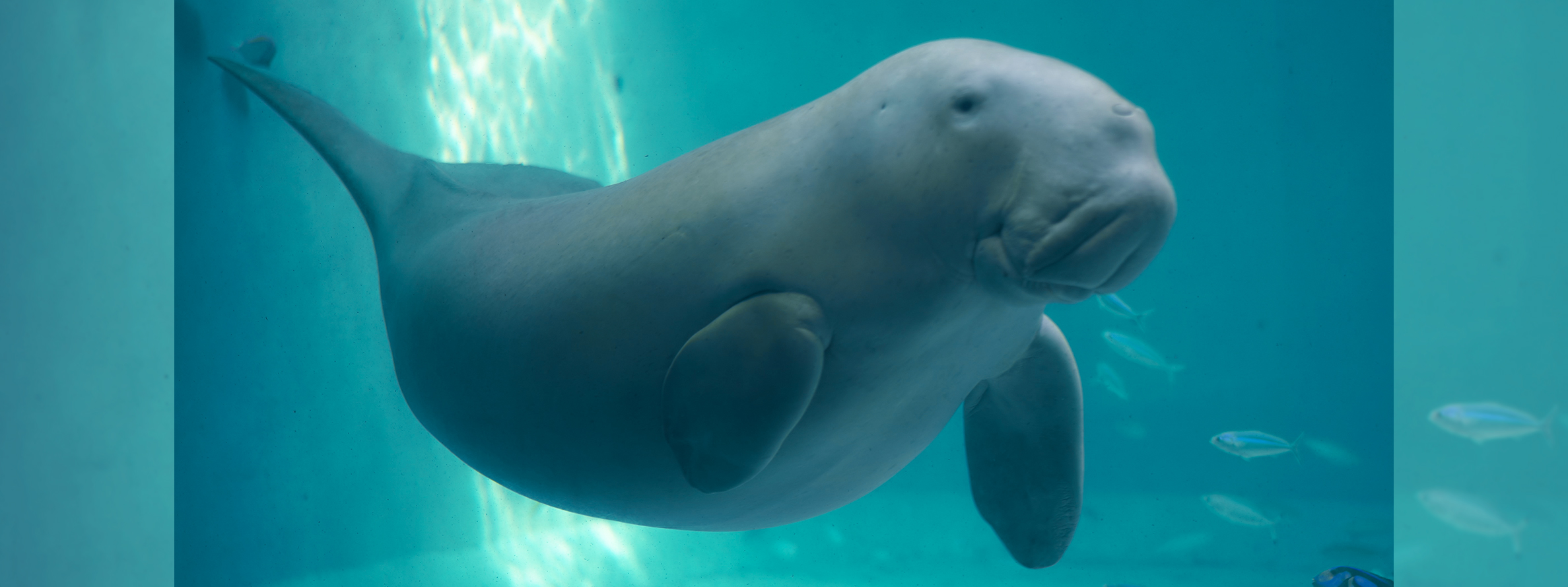 飛鳥Ⅱ・飛鳥Ⅲ公式クルーズ予約サイト | ASUKA CRUISE