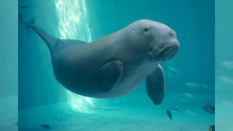 飛鳥Ⅱ・飛鳥Ⅲ公式クルーズ予約サイト | ASUKA CRUISE