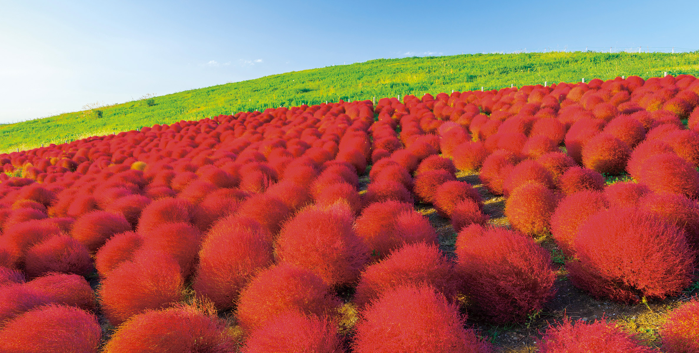 飛鳥Ⅱ・飛鳥Ⅲ公式クルーズ予約サイト | ASUKA CRUISE