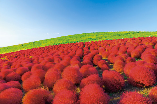 常陸那珂（ひたちなか）