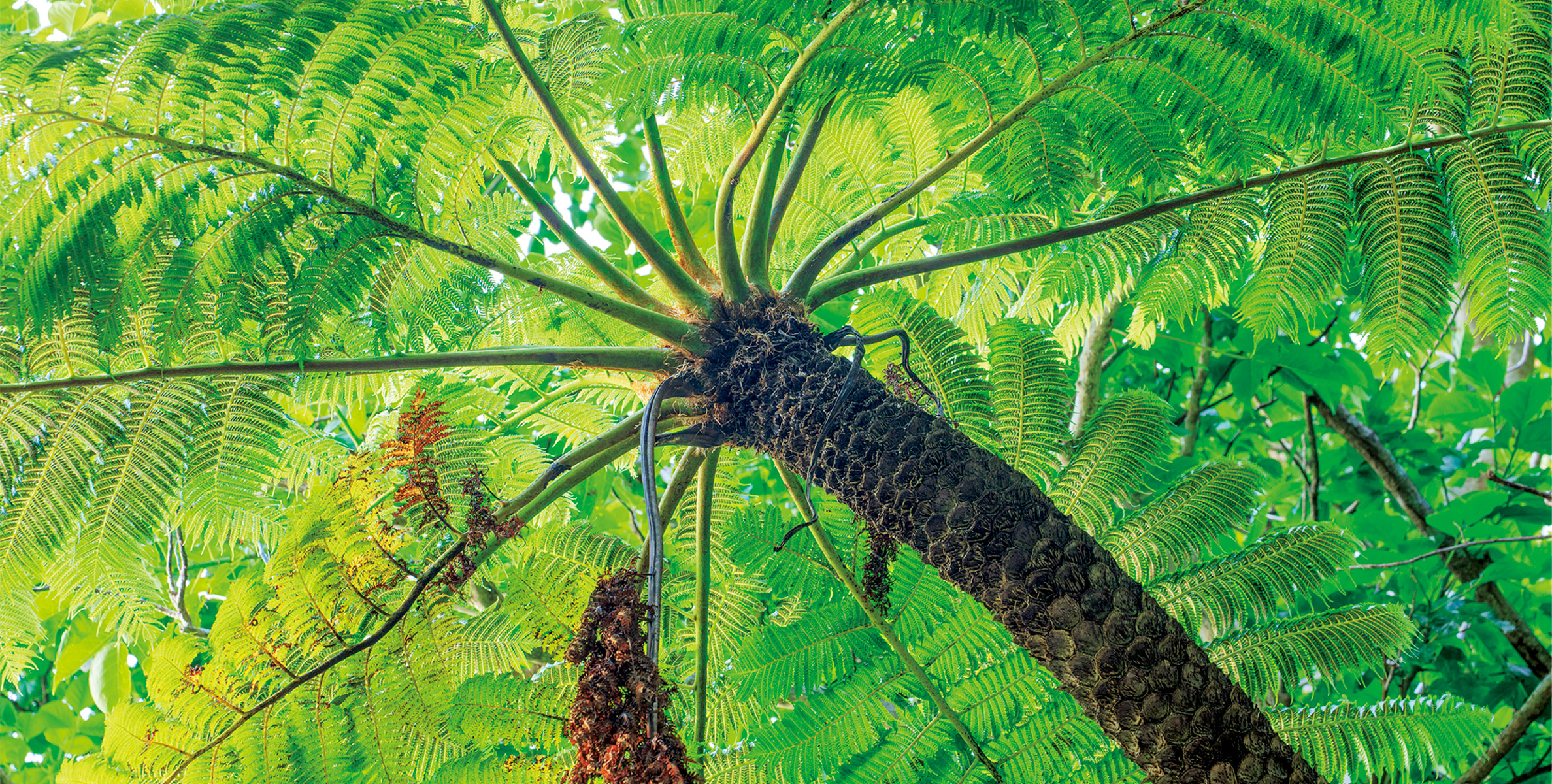 飛鳥Ⅱ・飛鳥Ⅲ公式クルーズ予約サイト | ASUKA CRUISE