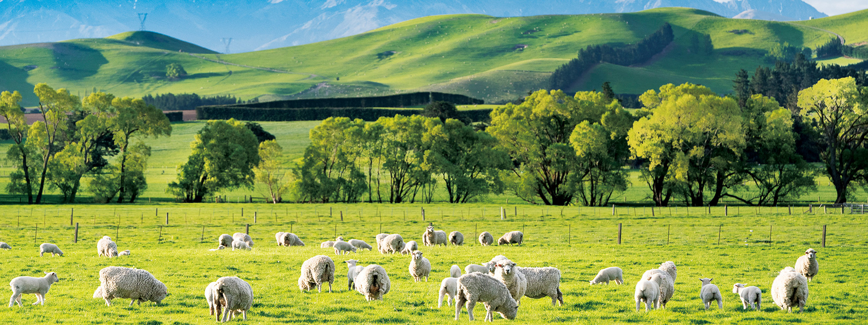 飛鳥Ⅱ・飛鳥Ⅲ公式クルーズ予約サイト | ASUKA CRUISE