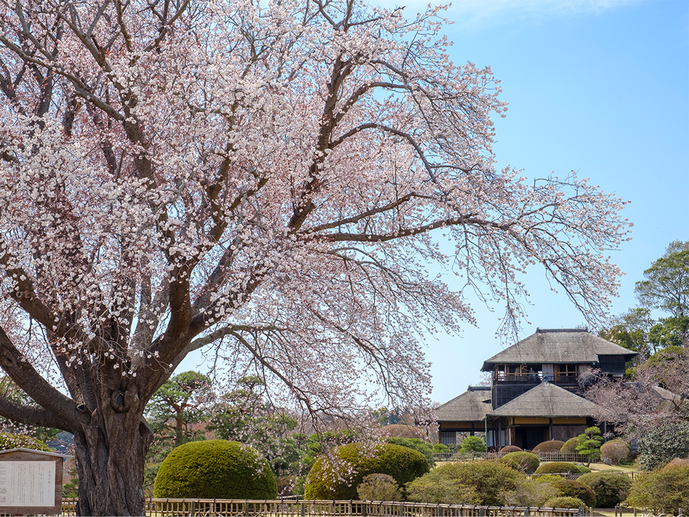 春の海がつなぐ花と港町<br>桜景色を訪ねて北関東・東北へ