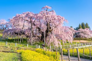 春彩る ひたちなか・小名浜クルーズ