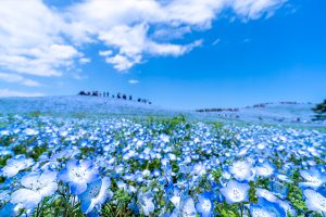 春めぐり 室蘭・東北・ひたちなかクルーズ