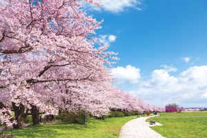 春爛漫 函館・みちのくクルーズ