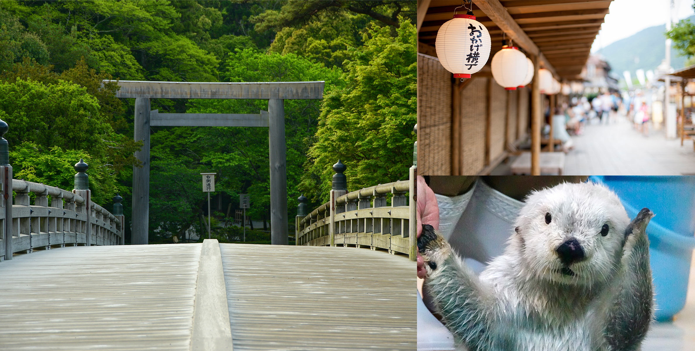 飛鳥クルーズ 陽春の週末 鳥羽クルーズの写真